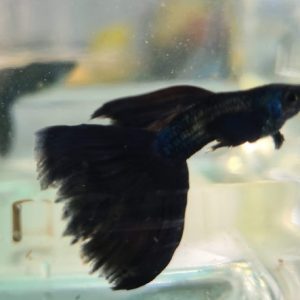 Cá bảy màu Blue Tarzan