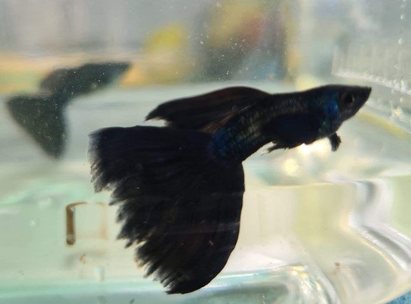 Cá bảy màu Blue Tarzan