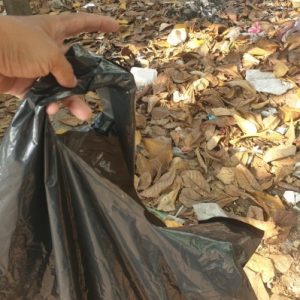 Nước cốt lá bàng cho cá betta