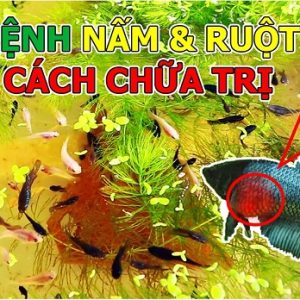 Vi sinh đường ruột và nấm cho hồ cá nhỏ