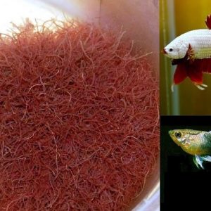 trùng huyết là gì