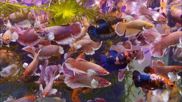 Phòng trừ bệnh nấm cho cá Betta bầy