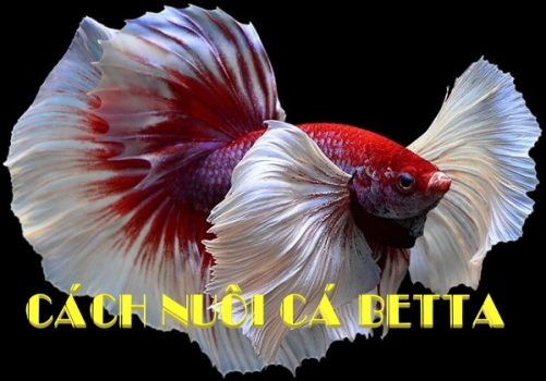 Cách nuôi cá Betta