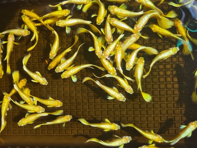 Cá 7 màu Full Gold - Tai Bơi Bướm - Ribbon - Cá bảy màu Full Gold | Xóm Cá