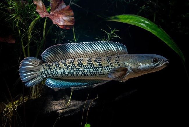 Channa Sterwatii - Cá Lóc Muối Tiêu Vây Xanh