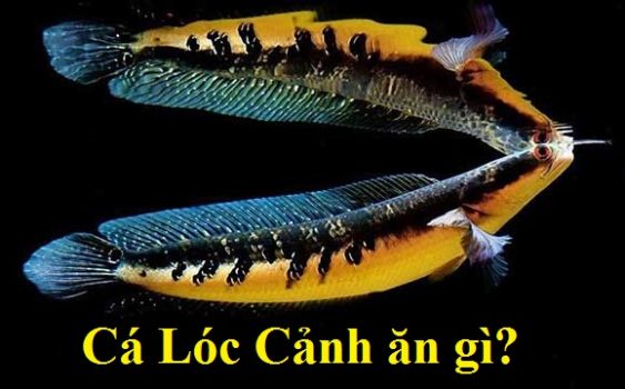 Cá lóc cảnh ăn gì? Thức ăn giúp cá lóc cảnh lớn nhanh và lên màu đẹp