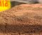 Trứng Artemia cho cá cảnh – Artemia ấp nở